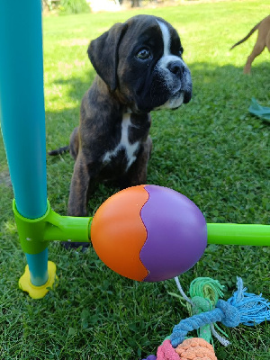 CHIOT collier vert