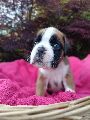 CHIOT collier bleu clair 